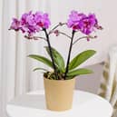 Phalaenopsis Orchid