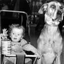 Friendliness paid off for Major, the Great Dane, who welcomed visitors to an anti-vivisection exhibition in April 1974. 