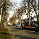 Stanhope Drive showing part of the avenue of trees planted as a memorial to the 211 men and one woman from the town who gave their lives in the First World War. 