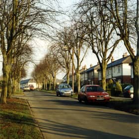 Stanhope Drive showing part of the avenue of trees planted as a memorial to the 211 men and one woman from the town who gave their lives in the First World War. 