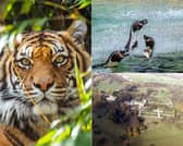 To mark International Tiger Day on July 29, we’ve rounded up five of the best safari parks, big cat habitats, and local wildlife reserves within driving distance of Leeds for an unforgettable summer family day out