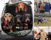 From prized Crufts hopefuls to pampered pooches, take a look through our gallery from day two of the Leeds Championship Dog Show at Harewood House.