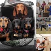 From prized Crufts hopefuls to pampered pooches, take a look through our gallery from day two of the Leeds Championship Dog Show at Harewood House.