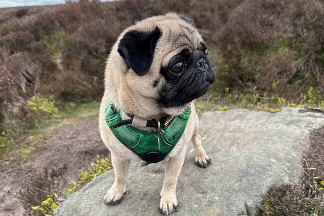 Pugs are set to gather at Harewood House this weekend in Leeds. 