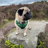 Pugs are set to gather at Harewood House this weekend in Leeds. 