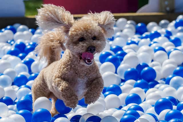 Enjoying the giant dog ball pit at DogFest on the Farm.