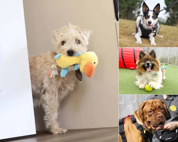 Whether you're after an energetic walking companion or a cosy sofa buddy, here are 20 rescue dogs at Dogs Trust Leeds waiting to meet their forever owners this August