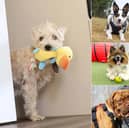 Whether you're after an energetic walking companion or a cosy sofa buddy, here are 20 rescue dogs at Dogs Trust Leeds waiting to meet their forever owners this August