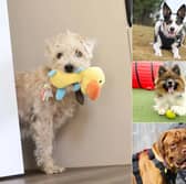 Whether you're after an energetic walking companion or a cosy sofa buddy, here are 20 rescue dogs at Dogs Trust Leeds waiting to meet their forever owners this August