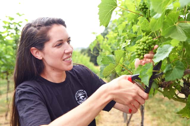 Knotfield Vines is open to tours throughout August, offering customers an intimate look at the vineyard
