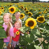 31st July 2026
Pick your own sunflowers at Kemps Farm, Horsforth.
Pictured  9 year old Nora Cullum, 6 year old Margot Cullum and 11 year old Frankie Lawrence in the sunflower field
Picture Gerard Binks