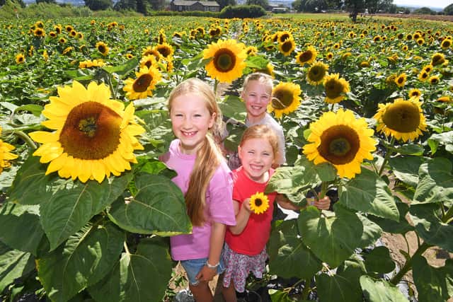 9-year-old Nora Cullum, 6-year-old Margot Cullum and 11-year-old Frankie Lawrence in the sunflower field.