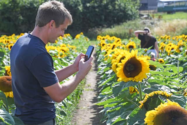 The sunflower fields are attracting families, friends and photographers.
