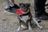 Harwood House hosts the region's biggest-ever pug meet 02-08-2026 pic steve riding
Dalton just chilling