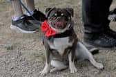 Harwood House hosts the region's biggest-ever pug meet 02-08-2026 pic steve riding
Dalton just chilling