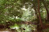  Meanwood Woods