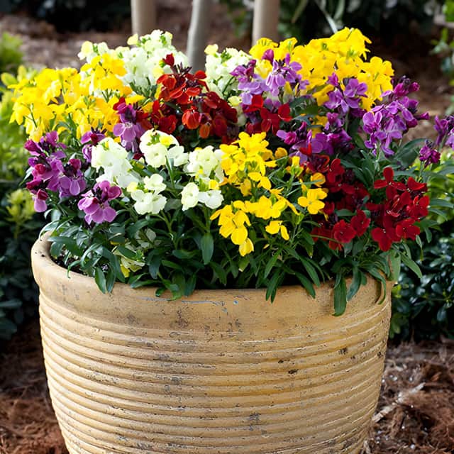 YouGarden’s British-bred Wallflower ‘Sugar Rush’ Mix starts from £9.99, with compact, winter-hardy plants suited to beds, borders, pots and patio planters.