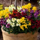 The Wallflower ‘Sugar Rush’ Mix produces colourful, highly scented blooms in shades of red, purple, yellow, gold and white, flowering in autumn before returning again in spring.