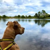 Dogs Trust's campaign advises owners, "if in doubt, keep your dog out"