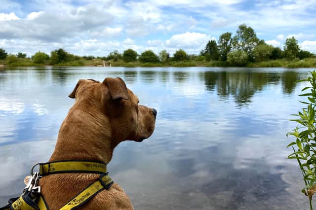 Dogs Trust's campaign advises owners "if in doubt, stay out"