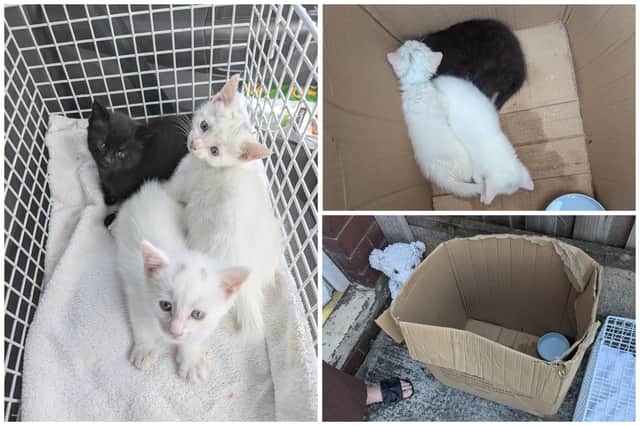 The three kittens were found abandoned in a box near a dual carriageway in Normanton, West Yorkshire.
