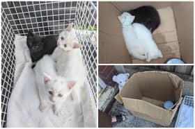 The three kittens were found abandoned in a box near a dual carriageway in Normanton, West Yorkshire.