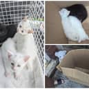 The three kittens were found abandoned in a box near a dual carriageway in Normanton, West Yorkshire.