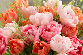 August is an ideal time to start planning ahead for spring.