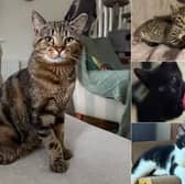 From playful kittens and inseparable bonded pairs to gentle seniors, here are 40 adorable cats currently searching for their forever homes with Cat Action Trust