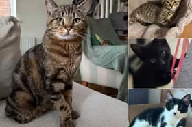 From playful kittens and inseparable bonded pairs to gentle seniors, here are 40 adorable cats currently searching for their forever homes with Cat Action Trust