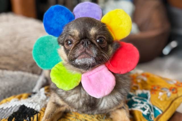 Over £155,000 was raised to support Leeds pug Chilli in a viral GoFundMe