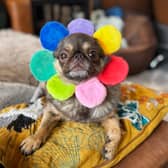 Over £155,000 was raised to support Leeds pug Chilli in a viral GoFundMe