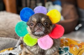 Over £155,000 was raised to support Leeds pug Chilli in a viral GoFundMe