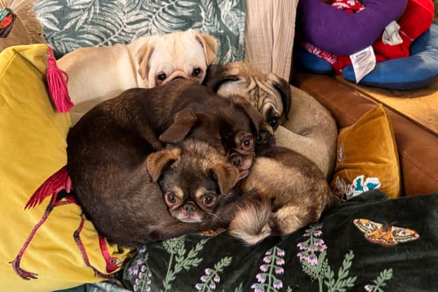 Ollie and Helena are the proud owners of six dogs