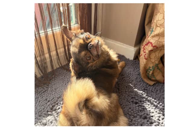 Chilli has made a "remarkable" recovery after a tough health battle