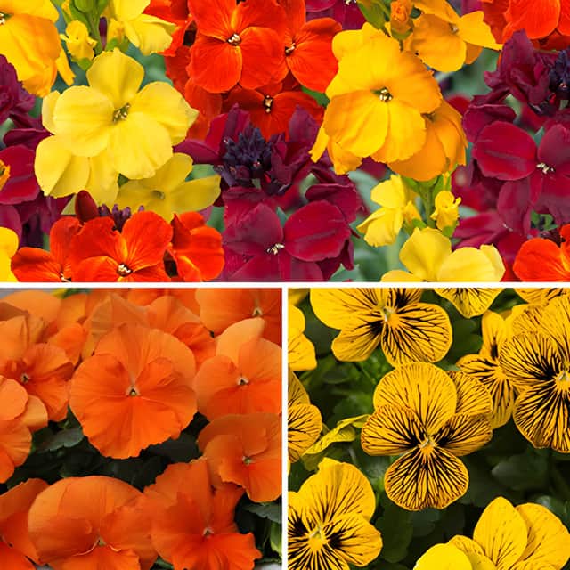 Brighten up tired summer borders with YouGarden’s colourful autumn and winter bedding plant collection.