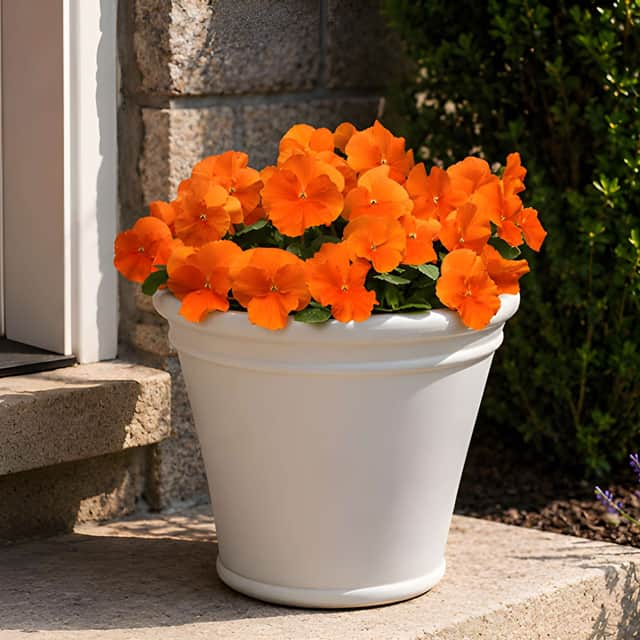 YouGarden’s 30-plant Bright Autumn & Winter Collection includes colourful pansies, violas and wallflowers for £19.97.