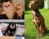Could you offer a loving home to one of these dogs?  