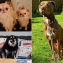 Could you offer a loving home to one of these dogs?  