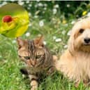 A leading Yorkshire vet has shared the dangers of parasites