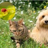 A leading Yorkshire vet has shared the dangers of parasites
