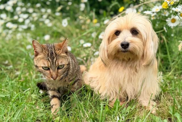 Parasites can cause respiratory issues or fatal blood clotting in dogs and cats