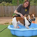 13th August 2026
Dogs Trust weather pictures.
Pictured Amy Ross from Dogs Trust with Jack the Jack Russell enjoys the swimming pool.
Picture Gerard Binks