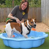 13th August 2026
Dogs Trust weather pictures.
Pictured Amy Ross from Dogs Trust with Jack the Jack Russell enjoys the swimming pool.
Picture Gerard Binks