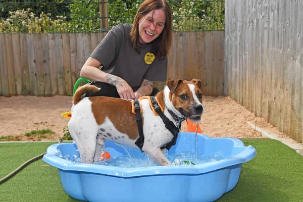 13th August 2026
Dogs Trust weather pictures.
Pictured Amy Ross from Dogs Trust with Jack the Jack Russell enjoys the swimming pool.
Picture Gerard Binks