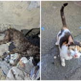 Finn and Luna were both found severely underweight