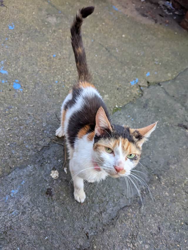 Inspectors found that Luna also belonged to the couple.