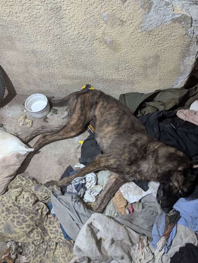 Finn was found visibly underweight.