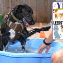 The Yorkshire Evening Post is on the search for Leeds' Top Dog.