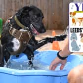 The Yorkshire Evening Post is on the search for Leeds' Top Dog.